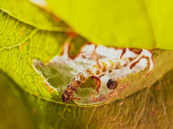 Bicarbonate de soude contre les vers blancs : est-ce efficace ?